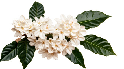 Obraz premium White Ixora flower cluster with leaves, isolated on black, cut out transparent