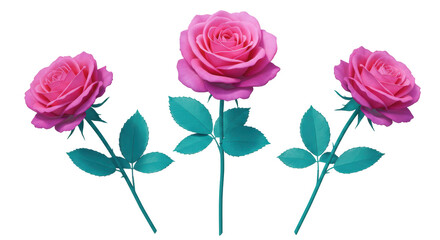 Isolated Three Pink Roses with Green Leaves