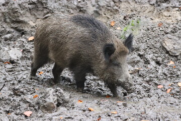 Wildschwein an der Suhle - menschennah 