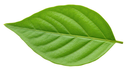Isolated Green Leaf