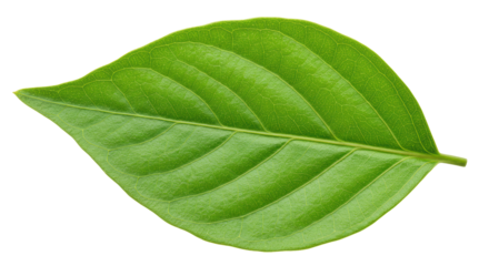 Isolated Green Leaf