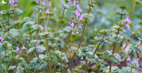 small pink flowers bloom.