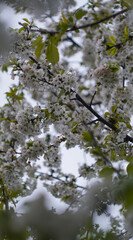 The white cherry blossoms are blooming.