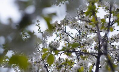 The white cherry blossoms are blooming.