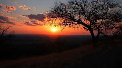 A beautiful sunset is seen behind a silhouetted tree