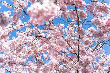 A tree full of pink Sakura flowers is in the middle of a blue sky