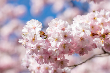 A close up of a pink Sakura flower with a blue sky in the background