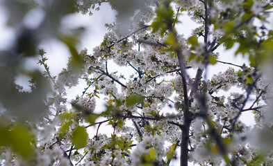 The white cherry blossoms are blooming.