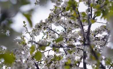 The white cherry blossoms are blooming.