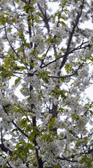 The white cherry blossoms are blooming.