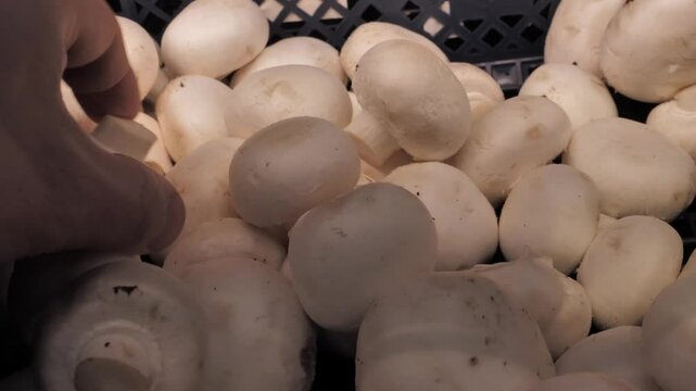 Selecting fresh white mushrooms at a local market in the afternoon sun_v19/Hand reaches for ripe white mushrooms in a bustling outdoor market. The vendor displays abundant, fresh produce in a woven ba