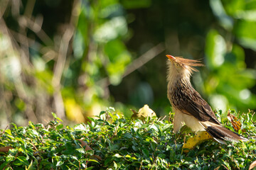 The Guira Cuckoo perched among the foliage, showcasing its striking yellow plumage and unique long tail.