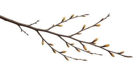 Isolated Tree Branch