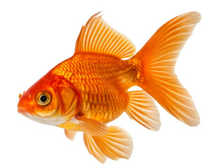 A vibrant orange goldfish with detailed scales and fins swimming on a transparent background for aquarium pet design