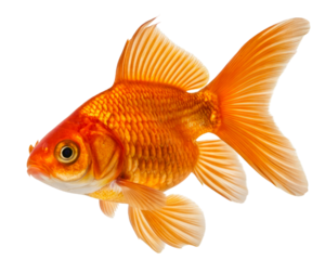 A vibrant orange goldfish with detailed scales and fins swimming on a transparent background for aquarium pet design