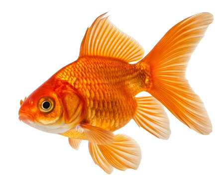 A vibrant orange goldfish with detailed scales and fins swimming on a transparent background for aquarium pet design