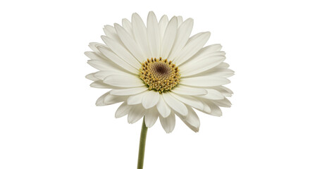 Isolated White Daisy