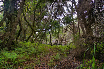Walking trail in the coastal forest with an undergrowth of ferns in Bournda National Park, in the southeast of New South Wales, Australia 
