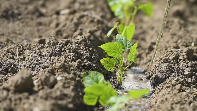 Close up of a Farmer's watering can watering green bean plants in the garden. KM0 Agriculture