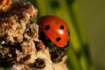ladybird on a leaf