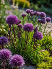 Fototapeta premium Flower bed with purple ornamental chives.
