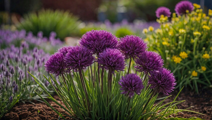 Obraz premium Flower bed with purple ornamental chives.