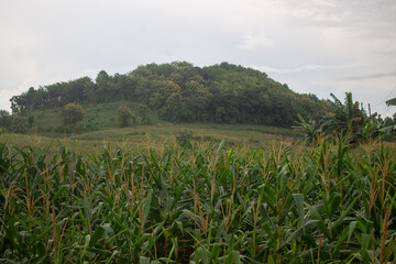 Corn plants grow on farmland in rural areas.