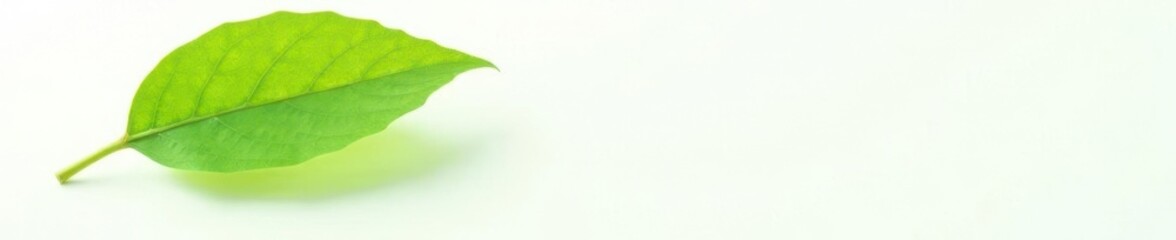 Obraz premium Single leaf with veins against white background, nature, , leaf