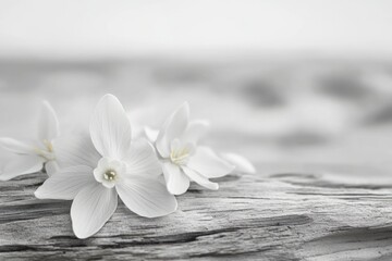 Fototapeta premium Delicate white flowers rest on weathered driftwood, creating a serene and peaceful scene.