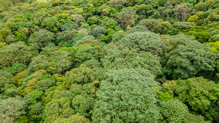 Aerial View of Lush Green Forest in Cauca, Colombia – A Tropical Paradise for Eco-Tourism