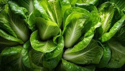 Fototapeta premium romaine lettuce leaves texture close up background