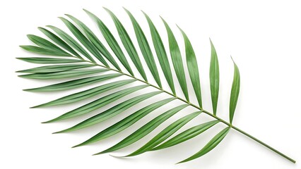 Fototapeta premium Tropical green palm leaf isolated on white background