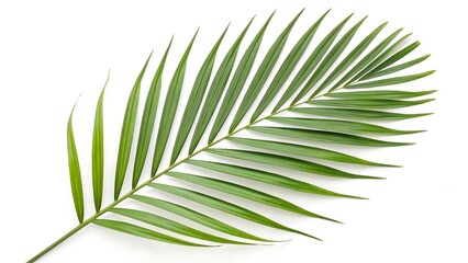 Obraz premium Tropical palm leaf isolated on white background