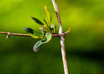 New leaf in the spring time