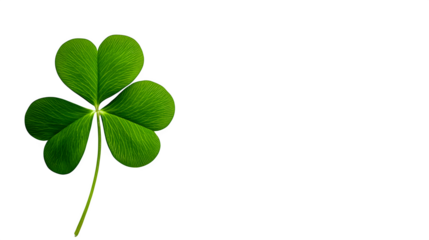 Green three-leaf clover on a white background --ar 16:9