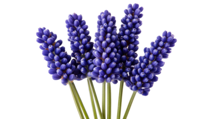 Grape hyacinth blooms, isolated botanical beauty, floral arrangement, cut out transparent