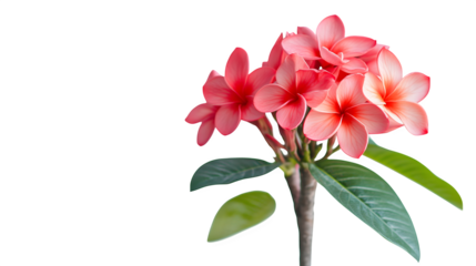 Plumeria flower on a white background --ar 16:9