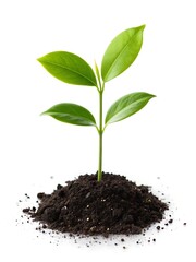 Young plant growing in soil isolated on white background