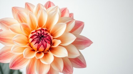 Fototapeta premium Peach dahlia. Pink edges & orange center. White background. Soft light