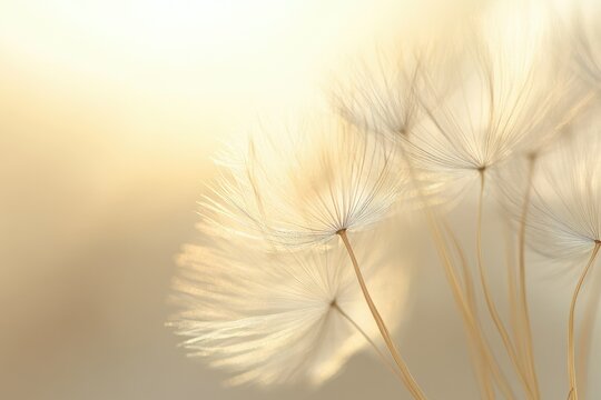 Soft, ethereal dandelion seed heads glow in warm sunlight, creating a serene and peaceful image.