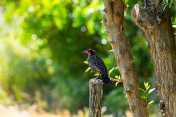 A vibrant red-breasted bird perched on a branch with a soft blurred background, showcasing its colorful plumage in a natural setting.