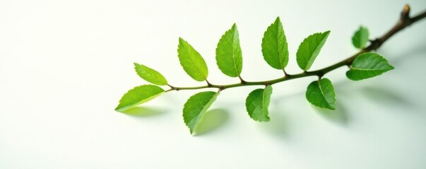 Fototapeta premium Single isolated branch on white background with subtle light source, nature, texture, foliage