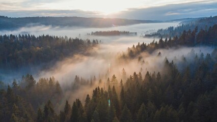A scene of a forest with fog and sunlight filtering through, potentially useful for mood or atmosphere-focused designs