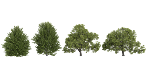 3d illustration of Plane,European hornbeam trees on transparent background