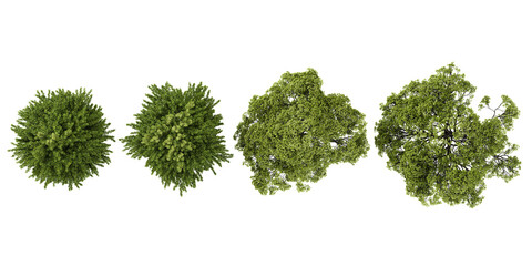 3d illustration of Plane,European hornbeam trees on transparent background from top view