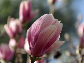 pink magnolia flower