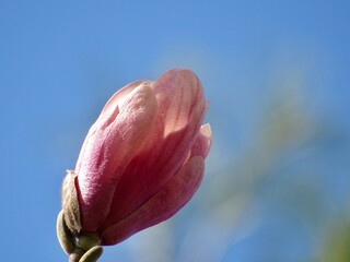 pink Magnolia tulip on blue sky background