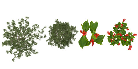 Collection of Agathis robusta,Indian shot trees on transparent background from the top view