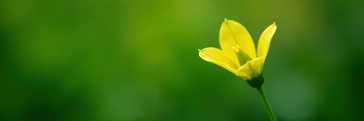 Obraz premium Small yellowish green bud opens to reveal its delicate petals, petals, Akebia quinata