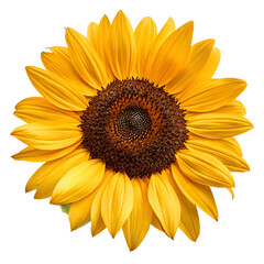 Vibrant close-up of beautiful sunflower in full bloom with yellow petals isolated on the transparent background